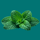 SPEARMINT PERFORMANCE ENERGY