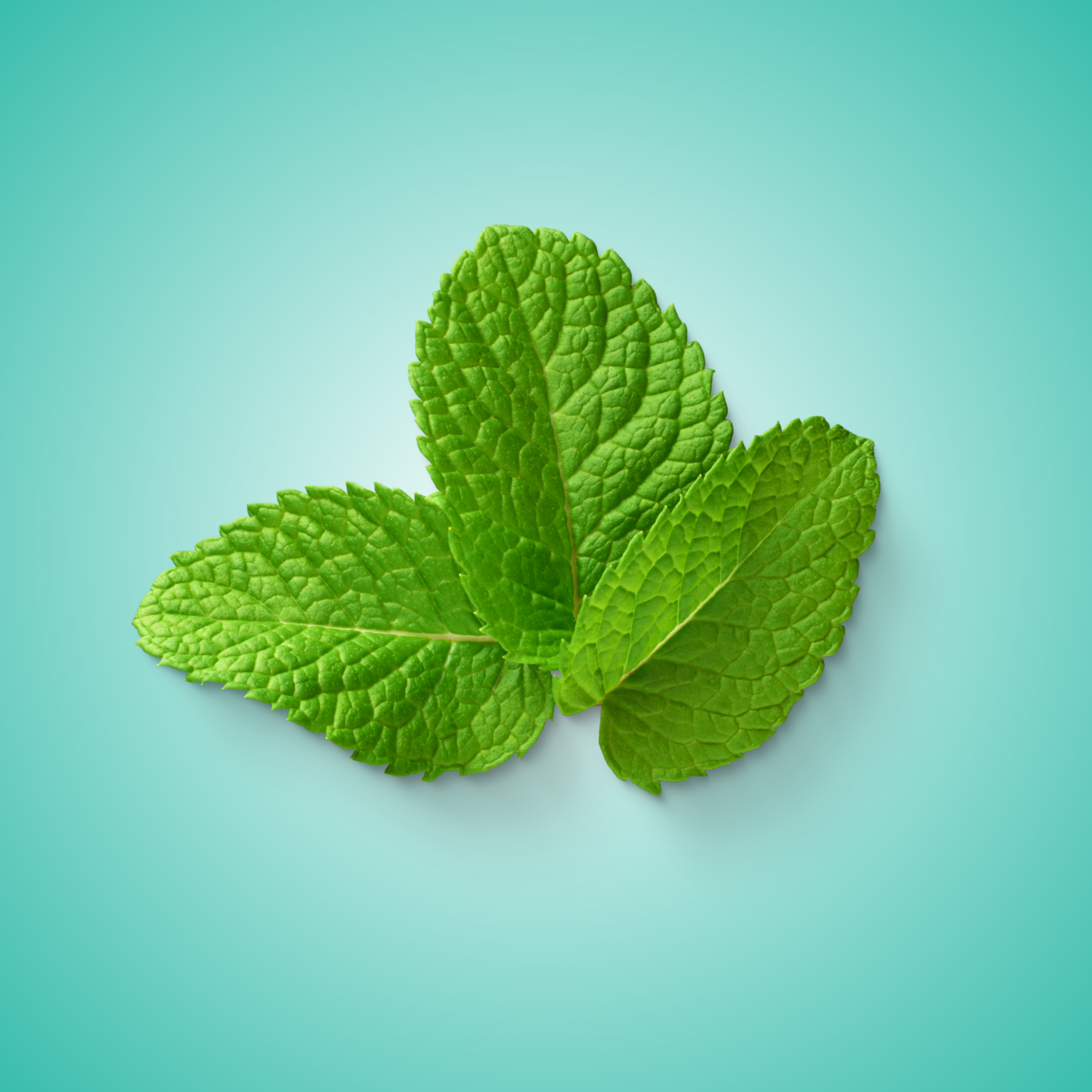 SPEARMINT PERFORMANCE ENERGY